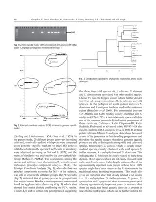 60                 Virupaksh, U. Patil, Vanishree, G., Sundaresha, S., Vinay Bhardwaj, S.K. Chakrabarti and B.P. Singh




Fig. 1: Genome specific marker DM7 screening with 2.5% agarose (M-100bp
ladder, 1-20 potato genotypes as mentioned in the table 1)




                                                                          Fig. 3: Dendrogram depicting the phylogenetic relationship among potato
                                                                          genotypes



                                                                          that these three wild species viz. S. albicans, S. sleumeri
                                                                          and S. demissum are un-related with other studied species.
                                                                          Cluster IV was the biggest cluster which further divided
                                                                          into four sub-groups consisting of both cultivars and wild
                                                                          species. In the pedigree of world potato cultivars S.
                                                                          demissum and S. andigena has been used to the maximum
                                                                          extent (Bradshaw et al 2006). Two commercial cultivars
                                                                          viz. Atlantic and Kufri Pukhraj closely clustered with S.
                                                                          andigena (JEX-A-785), a neo-tuberosum species which is
                                                                          one of the common parents in hybridization programme of
                                                                          these cultivars. Cultivars, Kufri Chipsona-III, Kufri
Fig. 2: Principal coordinate analysis (PCA) obtained by genome specific
                                                                          Badshah, Phulwa and an advanced hybrid MP/97-1008 also
markers
                                                                          closely clustered with S. andigena (JEX-A-103). In all these
                                                                          potato cultivars different S. andigena clones have been used
(Griffing and Lindsstromm, 1954; Gaur et al., 1978). In                   as one of the progenitor in their breeding programmes and
the present study, 20 different potato genotypes including                therefore the results suggest that these genome specific
cultivated, semi-cultivated and wild species were compared                primers are able to distinguish among wild and cultivated
using genome specific markers to study the genetic                        species. Interestingly, S. jamesi, which is largely under-
relatedness between the species. Coefficients of similarity               studied species, closely clustered with wild species S.
were calculated according to Nei and Li (1979) and the                    bulbocastanum, S. cardiophyllum and S. demissum. This
matrix of similarity was analysed by the Unweighted Pair-                 indicated that S. demissum is closely related to these three
Group Method (UPGMA). The associations among the                          diploid, 1EBN species which are not easily crossable with
species and cultivars were characterized by a multivariate                cultivated S. tuberosum. It also largely indicates that all the
technique, principal component analysis (PCA). The                        agronomically important traits present in these three 1EBN
Principal Coordinate Analysis (Fig. 3), where the first two               species might have been taken care by S. demissum in the
principal components accounted for 76.1% of the variance,                 traditional potato breeding programmes. This study also
was able to separate the different groups. The PCA results                gives an important clue that closely related wild species
(Fig. 2) indicated that all genotypes can be grouped into                 viz., S. cardiophyllum, S. bulbocastanum, S. jamesi, S.
four major clusters. Besides, a dendrogram was constructed                sparsipilum and S. spegazzinii share a common genetic pool
based on agglomerative clustering (Fig. 3) which also                     of many agronomically important genes. It is also evident
showed four major clusters confirming the PCA results.                    from the study that broad genetic diversity is present in
Clusters I, II and III contain one genotype each suggesting               unexploited wild species which can be further utilized for
 
