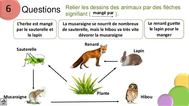 Resultado de imagen de chaine alimentaire animaux
