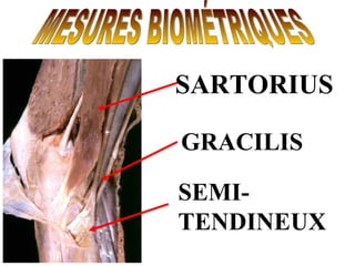 MESURES BIOMÉTRIQUES SARTORIUS SEMI-TENDINEUX GRACILIS 