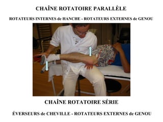 CHAÎNE ROTATOIRE SÉRIE ÉVERSEURS de CHEVILLE - ROTATEURS EXTERNES de GENOU CHAÎNE ROTATOIRE PARALLÈLE ROTATEURS INTERNES d...
