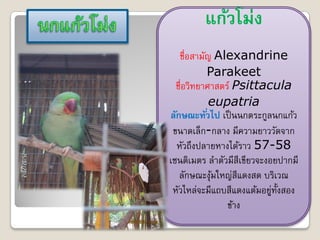 แก้วโม่ง
   ชื่อสามัญ Alexandrine
           Parakeet
  ชื่อวิทยาศาสตร์ Psittacula
            eupatria
ลักษณะทั ่วไป เป็ นนกตระกูลนกแก้ว
 ขนาดเล็ก-กลาง มีความยาววัดจาก
  หัวถึงปลายหางได้ราว 57-58
เซนติเมตร ลาตัวมีสีเขียวจะงอยปากมี
   ลักษณะงุมใหญ่สีแดงสด บริเวณ
            ้
 หัวไหล่จะมีแถบสีแดงแต้มอยูท้งสอง
                            ่ ั
                ข้าง
 