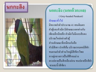 นกกะลิง (นกแก้ วกะแล)
            ( Grey-headed Parakeet)
ลักษณะทัวไป
          ่
มีขนาดลาตัวประมาณ 41 เซนติเมตร
ตัวผูและตัวเมีย มีลกษณะแตกต่างกัน
      ้             ั
เพียงเล็กน้อยคือ ตัวเมียไม่มีแถบสี แดง
บริ เวณไหล่อย่างตัวผู ้
ส่ วนลักษณะที่เหมือนกันคือ
หัวมีสีเทา ปากสี ส้ม บริ เวณรอบคอมีสีดา
ขนตามลาตัวส่ วนใหญ่มีสีเขียวไพล
หางคู่กลางยาวเป็ นสี ฟ้าอมม่วง
ตรงปลายเป็ นสี เหลืองอ่อน ขนปลายปี กสี ดา
 ขาและนิ้วสี เขียว
 