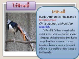 ไก่ฟาเลดี้
                   ้
(Lady Amherst's Pheasant )
ชื่อทางวิทยาศาสตร์:
Chrysolophus amherstiae
ลักษณะทัวไป  ่
        ไก่ฟ้าเลดี้เป็ นไก่ฟ้าขนาดกลางใกล้เคียง
กับไก่ฟ้าสี ทองขนลาตัวและปี กสี น้ าเงินอมเขียว
ใต้คางและคอสี เขียวด้านหลังคอมีลายเส้นสี ดา
มองดูคล้ายเกล็ดปลาคาดตามขวาง หางยาว
มีลายเขียวคล้ าคาดตามขวาง บนกระหม่อมมี
สี น้ าเงิน หงอนสี แดงใต้ลาตัวสี ขาว จะงอยปาก
สี เหลืองอมเขียว
 