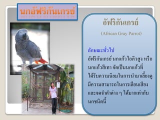 อัฟริกȨกรย์
             ั
      (African Gray Parrot)

ลักษณะทัวไป
          ่
       ั
อัฟริ กนเกรย์ นกแก้วไอคิวสูง หรื อ
นกแก้วสี เทา จัดเป็ นนกแก้วที่
ได้รับความนิยมในการนามาเลี้ยงดู
มีความสามารถในการเลียนเสี ยง
และจดจาคาต่าง ๆ ได้มากเท่ากับ
นกชนิดนี้
 