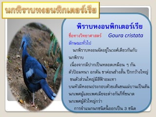 พิราบหงอนพิกเตอร์เรีย
ชื่อทางวิทยาศาสตร์ Goura cristata
ลักษณะทัวไป   ่
    นกพิราบหงอนจัดอยูในวงศ์เดียวกันกับ
                       ่
นกพิราบ
 เนื่ องจากมีปากเป็ นหลอดเหมือน ๆ กัน
ตัวปอมหนา อกตัน ขาค่อนข้างสั้น ปี กกว้างใหญ่
      ้
 ขนตัวส่วนใหญ่มีสีฟ้าอมเทา
บนหัวมีหงอนประกอบด้วยเส้นขนแผ่บานเป็ นสัน
นกเพศผูและเพศเมียจะต่างกันก็ที่ขนาด
          ้
นกเพศผูตวใหญ่กว่า
            ้ ั
      การจาแนกนกชนิ ดนี้ ออกเป็ น 3 ชนิ ด
 