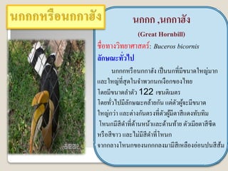 นกกก ,นกกาฮัง
              (Great Hornbill)
ชื่อทางวิทยาศาสตร์: Buceros bicornis
ลักษณะทัวไป
          ่
        นกกกหรื อนกกาฮัง เป็ นนกที่มีขนาดใหญ่มาก
และใหญ่ที่สุดในจาพวกนกเงือกของไทย
โดยมีขนาดลาตัว 122 เซนติเมตร
โดยทัวไปมีลกษณะคล้ายกัน แต่ตวผูจะมีขนาด
      ่       ั                  ั ้
ใหญ่กว่า และต่างกันตรงที่ตวผูมีตาสี แดงทับทิม
                             ั ้
 โหนกมีสีดาที่ดานหน้าและด้านท้าย ตัวเมียตาสี ซีด
                 ้
หรื อสี ขาว และไม่มีสีดาที่โหนก
จากกลางโหนกของนกกกลงมามีสีเหลืองอ่อนปนสี ส้ม
 