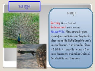 นกยูง
ชื่อสามัญ: Green Peafowl
ชื่อวิทยาศาสตร์ : Pavo muticus
ลักษณะทัวไป: เป็ นนกขนาดใหญ่มาก
           ่
                                    ่
ทั้งเพศผูและเพศเมียมีหงอนเป็ นพูสีเหลือง
         ้
ต่างจากนกยูงอินเดียซึ่ งเป็ นรู ปพัด บนหัว
และคอเป็ นขนสั้น ๆ สี เขียวเหลือบน้ าเงิน
หน้ามีสีฟ้า ดา และเหลือง ขนคอ หน้าอก
และหลังตรงกลาง ขนมีเหลือบน้ าเงินแก่
ล้อมด้วยสี เขียวและสี ทองแดง
 