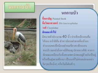 นกกาบบัว
ชื่อสามัญ Painted Stork
ชื่อวิทยาศาสตร์ Ibis leucocephalus
วงศ์ Ciconiidae
ลักษณะทัวไป่
มีขนาดตัวประมาณ 40 นิ้ว ปากสี เหลืองอมส้ม
โค้งลง หน้าสี ส้ม ตัวขาวมีลายดาพาดที่หน้าอก
ส่ วนบนของปี กมีลายดาอมเขียวสะท้อนแสง
ขนบริ เวณหลังถึงหางมีสีชมพู ปลายหางสี ดา ขายาว
ลักษณะเหมือนกันทั้งสองเพศ มักพบอยูดวยกันเป็ นคู่
                                        ่ ้
หรื อเป็ นฝูงตามท้องนา เป็ นนกที่ไม่ค่อยคล่องแคล่ว
วันๆจะยืนนิ่ งๆ หรื อไม่กเ็ ดินช้าๆ
 