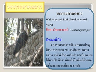 นกกระสาคอขาว
White-necked Stork(Woolly-necked
Stork)
ชื่อทางวิทยาศาสตร์: Ciconia episcopus

ลักษณะทัวไป่
       นกกระสาคอขาวเป็ นนกขนาดใหญ่
มีขนาดประมาณ 91 เซนติเมตร คอยาว
ขายาว ลาตัวมีสีขาวสลับดา ยกเว้นคอและ
ใต้หางเป็ นสี ขาว ถ้ายังไม่โตเต็มที่ตวออก
                                     ั
สี น้ าตาลและขนที่คอจะยาวปุย
 