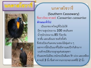 Ȩคาสโซวารี่
            (Southern Cassowary)
ชื่อทางวิทยาศาสตร์ : Casuarius casuarius
ลักษณะทั่วไป
     เป็ นนกขนาดใหญ่ที่บินไม่ได้
มีความสูงประมาณ 100 เซนติเมตร
น ้าหนักประมาณ 85 กิโลกรัม
ขาสัน และแข็งแรง ขนทัวทังตัว
      ้                   ่ ้
ซึงช่วยปองกันดงหนามของไม้ พมต่าง ๆ
   ่      ้                     ุ่
นอกจากนี ้ยังเป็ นนกที่ไม่มีหางและปี กก็เล็กมาก
บนหัวจะมีสนกระดูกดูเด่นสะดุดตา
              ั
หัวและคอไม่มีขน หนังจะเป็ นสีแดง ฟา ม่วง และเหลือง
                                     ้
ขาจะมี 3 นิ ้ว ซึงต่างจากนกกระจอกเทศที่มี 2 นิ ้ว
                 ่
 