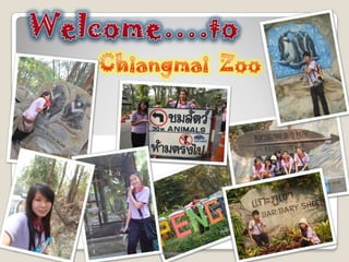 Chaingmai zoo