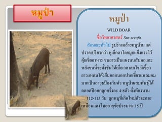 หมูป่า
                   WILD BOAR
          ชื่อวิทยาศาสตร์ Sus scrofa
    ลักษณะทัวไป รู ปร่ างคล้ายหมูบาน แต่
               ่                     ้
ปราดเปรี ยวกว่า หูเล็กตาโตจมูกแข็งแรงไว้
คุยเขี่ยอาหาร ขนยาวเป็ นแผงบนสันคอและ
  ้
หลังขนนี้ จะตั้งชันได้เมื่อเวลาตกใจ มีเขี้ยว
ยาวแหลมโค้งยืนออกนอกปากเขี้ยวแหลมคม
                 ่
มากเป็ นอาวุธป้ องกันตัว หมูป่าผสมพันธุ์ได้
ตลอดปี ออกลูกครั้งละ 4-8ตัว ตั้งท้องนาน
    112-115 วัน ลูกหมูที่เกิดใหม่ตวจะลาย
                                   ั
เหมือนแตงไทยอายุขยประมาณ 15 ปี
                       ั
 