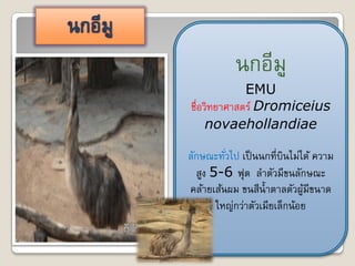 Ȩอีมู
             EMU
ชื่อวิทยาศาสตร์ Dromiceius
     novaehollandiae

ลักษณะทัวไป เป็ นนกที่บินไม่ได้ ความ
         ่
  สูง 5-6 ฟุต ลาตัวมีขนลักษณะ
คล้ายเส้นผม ขนสีน้ าตาลตัวผูมีขนาด
                              ้
       ใหญ่กว่าตัวเมียเล็กน้อย
 