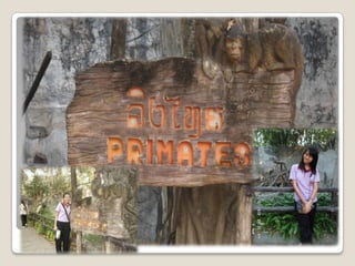 Chaingmai zoo
