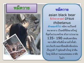 หมีควาย
     asian black bear
       ชื่อวิทยาศาสตร์ Ursus
            thibetanus
    ลักษณะทั ่วไป หมีควายเป็ นหมี
  ขนาดกลาง เป็ นหมีที่มีขนาดใหญ่
ที่สุดในประเทศไทย ตัวยาวประมาณ
   135- 190 เซนติเมตรมีขน
   หยาบสีดาหรือสีน้ าตาลทัวทั้งตัว
                             ่
ยกเว้นบริเวณอกซึ่งขนสีเหลืองอ่อน
 เป็ นรูปตัว วี หูค่อนข้างใหญ่ ฝ่ าตีน
ใหญ่ มีเล็บยาวและแหลมคม อาศัย
                 ในป่ า
 