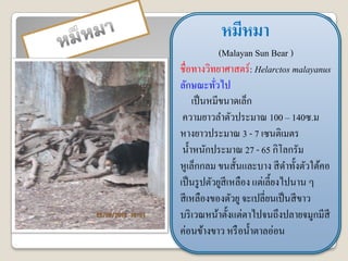 หมีหมา
              (Malayan Sun Bear )
ชื่อทางวิทยาศาสตร์ : Helarctos malayanus
ลักษณะทัวไป ่
     เป็ นหมีขนาดเล็ก
 ความยาวลาตัวประมาณ 100 – 140ซ.ม
หางยาวประมาณ 3 - 7 เซนติเมตร
 น้ าหนักประมาณ 27 - 65 กิโลกรัม
หูเล็กกลม ขนสั้นและบาง สี ดาทั้งตัวใต้คอ
เป็ นรู ปตัวยูสีเหลือง แต่เลี้ยงไปนาน ๆ
สี เหลืองของตัวยู จะเปลี่ยนเป็ นสี ขาว
บริ เวณหน้าตั้งแต่ตาไปจนถึงปลายจมูกมีสี
ค่อนข้างขาว หรื อน้ าตาลอ่อน
 