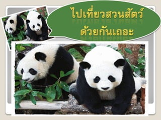 Chaingmai zoo