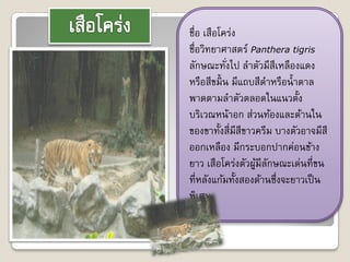 ชื่อ ๶สือโคร่ง
ชื่อวิทยาศาสตร์ Panthera tigris
ลักษณะทังไป ลาตัวมีสีเหลืองแดง
            ่
หรือสีขมิ้ น มีแถบสีดาหรือน้ าตาล
พาดตามลาตัวตลอดในแนวตั้ง
บริเวณหน้าอก ส่วนท้องและด้านใน
ของขาทั้งสี่มีสีขาวครีม บางตัวอาจมีสี
ออกเหลือง มีกระบอกปากค่อนข้าง
ยาว ๶สือโคร่งตัวผูมีลกษณะเด่นที่ขน
                   ้ ั
ที่หลังแก้มทั้งสองด้านซึ่งจะยาวเป็ น
พิเศษ
 