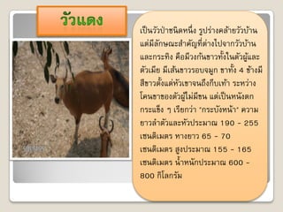 เป็ นวัวป่ าชนิ ดหนึ่ ง รูปร่างคล้ายวัวบ้าน
แต่มีลกษณะสาคัญที่ต่างไปจากวัวบ้าน
        ั
และกระทิง คือมีวงก้นขาวทั้งในตัวผูและ   ้
ตัวเมีย มีเส้นขาวรอบจมูก ขาทั้ง 4 ข้างมี
สีขาวตั้งแต่หวเขาจนถึงกีบเท้า ระหว่าง
                ั
โคนขาของตัวผูไม่มีขน แต่เป็ นหนังตก
                  ้
กระแข็ง ๆ เรียกว่า "กระบังหน้า" ความ
ยาวลาตัวและหัวประมาณ 190 - 255
เซนติเมตร หางยาว 65 - 70
เซนติเมตร สูงประมาณ 155 - 165
เซนติเมตร น้ าหนักประมาณ 600 -
800 กิโลกรัม
 