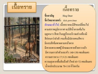 ๶Ȩอทราย
                   ้
ชื่อสามัญ         Hog Deer
ชื่อวิทยาศาสตร์ : Axis porcinus
ลักษณะทัวไป: เนื้อทรายจะมีสีขนเปลี่ยนไป
           ่
ตามสภาพภูมิอากาศ จะมีสีน้ าตาลเข้มใน
ฤดูหนาว สี เทาในฤดูร้อนบริ เวณช่วงท้องมี
สี อ่อนกว่าลาตัว ขนสั้นมีปลายขนสี ขาว
มีแถบสี เข้มพาดตามหน้าผาก
มีเขาเฉพาะเพศผู้ ลักษณะเขาคล้ายกวางป่ า
มีความยาวลาตัวและหัว 140-150 เซนติเมตร
ความยาวหาง 17.5-21 เซนติเมตร
ความสู งจากพื้นดินถึงหัวไหล่ 65-72 เซนติเมตร
น้ าหนักประมาณ 70-110 กิโลกรัม
 