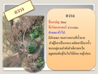 กวาง
ชื่อสามัญ: Deer
ชื่อวิทยาศาสตร์: Cervidae
ลักษณะทัวไป:
          ่
มีลกษณะ ขนยาวหยาบสี น้ าตาล
    ั
ตัวผูมีเขาเป็ นแขนง ผลัดเขาปี ละครั้ง
      ้
        ่
ชอบอยูตามลาพังตัวเดียวยกเว้น
ฤดูผสมพันธุ์กินใบไม้อ่อน หญ้าอ่อน
 