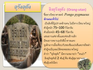 ลิงอุรังอุตง (Orang-utan)
                ั
ชื่อทางวิทยาศาสตร์ : Pongo pygmaeus
ลักษณะทั่วไป
 เป็ นลิงที่มีรูปร่างคล้ ายคน ไม่มีหาง มีขนาดใหญ่
ตัวผู้หนัก 75–100 กิโลกรัม
ตัวเมียหนัก 45–68 กิโลกรัม
แขนยาวแต่ขาสันและค่อนข้ างเล็ก
                    ้
มีขนยาวหยาบรุงรังสีน ้าตาลแดง
หูเล็กมากเมื่อเทียบกับของชิมแปนซีและกอริลล่า
ตัวผู้จะมีถงลมใต้ คอหอยขนาดใหญ่
             ุ
คาว่า “อุรังอุตง” มีความหมายว่า “คนป่ า”
                  ั
 ลิงอุรังอุตงมี 2 พันธุ์ คือ พันธุ์สมาตราและ
               ั                    ุ
พันธุ์บอร์ เนียว
 
