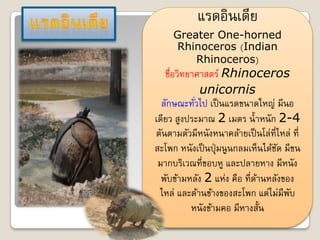 แรึϸิน๶ึϸย
     Greater One-horned
     Rhinoceros (Indian
         Rhinoceros)
   ชื่อวิทยาศาสตร์ Rhinoceros
              unicornis
  ลักษณะทัวไป เป็ นแรดขนาดใหญ่ มีนอ
            ่
เดียว สูงประมาณ 2 เมตร น้ าหนัก 2-4
ตันตามตัวมีหนังหนาคล้ายเป็ นโล่ที่ไหล่ ที่
สะโพก หนังเป็ นปุ่ มนูนกลมเห็นได้ชด มีขน
                                  ั
 มากบริเวณที่ขอบหู และปลายหาง มีหนัง
  พับข้ามหลัง 2 แห่ง คือ ที่ดานหลังของ
                             ้
 ไหล่ และด้านข้างของสะโพก แต่ไม่มีพบ ั
           หนังข้ามคอ มีหางสั้น
 
