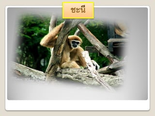 Chaingmai zoo