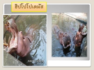 Chaingmai zoo