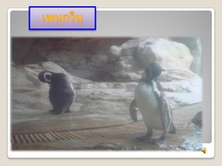 Chaingmai zoo