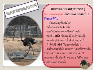 นกกระจอกเทศ(Ostrich )
ชื่อทางวิทยาศาสตร์ : Struthio camelus
ลักษณะทั่วไป
       เป็ นนกใหญ่ที่สดในโลก
                       ุ
    มีทงหมดด้ วยกัน 6 ชนิด
        ั้
    แยกกันโดยขนาดและสีของผิวหนัง
    หนักถึง 160 กิโลกรัม มีปีกเล็กบินไม่ได้
    แต่ขาใหญ่แข็งแรง มีนิ ้วเท้ าข้ างละ 2 นิ ้ว
    วิ่งเร็วได้ ถง 64 กิโลเมตรต่อชัวโมง
                   ึ                 ่
    ตัวผู้ขนทัวตัวสีดา แต่ขนพวงปลายปี กหางเป็ น
                 ่
สีขาว นกกระจอกเทศมีขนบริเวณลาตัว ปี ก
และหางเท่านัน ส่วนหัว คอ และขาไม่มีขนเลย
                     ้
ตัวเมียขนสีน ้าตาลคล ้า
 