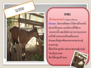แพะ
ชื่อวิทยาศาสตร์ : Capra hircus
ลักษณะ: มีเขาเหยียดยาวไปทางด้านหลัง
ปลายโค้งงอลง และมีเคราที่ใต้คาง
นอกจากนี้ แพะยังมีหางยาวกว่าแกะมาก
แต่ไม่มีวงขนรอบก้นเหมือนแกะ
ลักษณะที่อยูอาศัยของพวกแพะจะอยู่
              ่
ตามเขาสู ง
ที่มีหน้าผาสู งชัน แต่แกะชอบอยูตามทุ่ง
                               ่
โล่งเชิงเขาแพะ
สัตว์เลี้ยงลูกด้วยนม
 