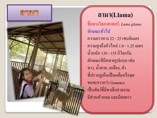 ลามา(Llama)
ชื่อทางวิทยาศาสตร์ : Lama glama
ลักษณะทัวไป่
ความยาวหาง 22 - 25 เซนติเมตร
ความสู งถึงหัวไหล่ 1.0 - 1.25 เมตร
น้ าหนัก 130 - 155 กิโลกรัม
ลักษณะสี มีหลายรู ปแบบ เช่น
ขาว, น้ าตาล, เหลือง, ดา
ที่ปรากฏเห็นเป็ นแต้มหรื อจุด
ขนจะยาวกว่า Guanaco
เป็ นสัตว์ที่มีขาเล็กสวยงาม
มีส่วนหัวกลม และมีคอยาว
 