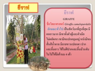ยีราฟ
                  GIRAFFE
ชื่อวิทยาศาสตร์ Giraffa camelopardalis
 ลักษณะทัวไป เป็ นสัตว์บกที่สูงที่สุด มี
             ่
คอยาวมาก มีเขาทั้งตัวผูและตัวเมีย
                        ้
ไม่ผลัดเขา เขามีขนปกคลุมอยู่ หนังมีขน
สั้นสี น้ าตาล มีลายขาวแปลกตา ปาก
และลิ้นยาว ใช้ริมฝี ปากและลิ้นม้วนจับ
ใบไม้ได้มีเต้านม 4 เต้า
 