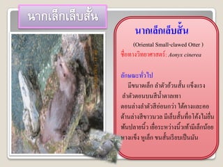 นากเล็กเล็บสั้ น
      (Oriental Small-clawed Otter )
ชื่อทางวิทยาศาสตร์ : Aonyx cinerea

ลักษณะทัวไป่
   มีขนาดเล็ก ลาตัวอ้วนสั้น แข็งแรง
ลาตัวตอนบนสี น้ าตาลเทา
ตอนล่างลาตัวสี อ่อนกว่า ใต้คางและคอ
ด้านล่างสี ขาวนวล มีเล็บสั้นทื่อโค้งไม่ยน
                                        ื่
พ้นปลายนิ้ว เยือระหว่างนิ้วเท้ามีเล็กน้อย
               ่
หางแข็ง หูเล็ก ขนสั้นเรี ยบเป็ นมัน
 