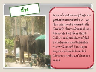 ลักษณะทัวไป ช้างชอบอยูเป็ นฝูง ช้าง
            ่               ่
ฝูงหนึ่ งมักประกอบด้วยช้าง ๕ - ๑๐
เชือก แต่ละฝูงจะมีชางพลายตัวหนึ่ ง
                     ้
เป็ นหัวหน้า ซึ่งมักจะเป็ นตัวที่แข็งแรง
ที่สุดของ ฝูง มีหน้าที่คอยเป็ นผูปก
                                  ้
ปั กรักษา และปองกันอันตรายให้แก่
                 ้
ช้างในฝูงของตน และเป็ นผูนาฝูงไป
                              ้
หาอาหารในแหล่งที่ มี ความอุดม
สมบูรณ์ ช้างไทยหรือช้างเอเชียมี
นิ สยชอบอากาศเย็น และไม่ชอบแสง
     ั
แดดจัด
 