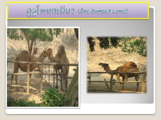 Chaingmai zoo
