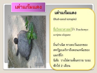 เต่าแก้มแดง
(Red-eared terrapin)

ชื่อวิทยาศาสตร์วา Trachemys
                ่
scripta elegans

ถิ่นกาเนิ ด ทางตะวันออกของ
สหรัฐอเมริกาถึงตอนเหนื อของ
แมกซิโก
นิ สย วางไข่ตามพื้ นทราย ระยะ
    ั
ฟั กไข่ 2 เดือน
 