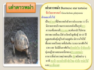 เต่ าดาวพม่ า Burmese star tortoise
     ชื่อวิทยาศาสตร์ Geochelone platynota
ลักษณะทัวไป่
    เป็ นเต่าบกที่มีขนาดลาตัวยาวประมาณ 11 นิ้ว
     มีลวดลายบริ เวณกระดองหลังเป็ นรู ปดาว
     ความเข้มของสี กระดองจะผันแปรไปตาม
    สภาพแวดล้อม มีช่วงวัยเจริ ญพันธุ์ 10-15 ปี
                     ่
    ฤดูผสมพันธุ์อยูในช่วงฤดูฝน มักวางไข่ใต้
    พื้นทรายหรื อทรายที่ปนดิน ระยะเวลาฟั กไข่
     130-148 วันมีถิ่นอาศัยในป่ าผลัดใบ ป่ าดิบแล้ง
    ทุ่งหญ้าทางตอนเหนือของประเทศพม่า
    อาหารที่เต่าดาวพม่าชอบคือ ผักชนิ ดต่าง ๆ
     อาทิ คะน้า กะหล่าปลี ผักโขม ตาลึง หน่อไม้
    และมะเขือเทศ
 