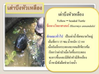 ๶ต่าบึงหัวเหลือง
         Yellow – headed Turtle
ชื่อทางวิทยาศาสตร์ Hieermys annandalei

ลักษณะทัวไป เป็ นเต่าน้ าจืดขนาดใหญ่
             ่
  เต็มที่ยาว 15 ซม.น้ าหนัก 12 กก
. เมื่อยังเล็กกระดองจะกลมสี เขียวเข้ม
   เรี ยกว่าเต่าบัวเมื่อโตขึ้นกระดอง
   จะยาวขึ้นและมีสีดาหัวมีสีเหลือง
   นิ้วขามีพงผืดช่วยว่ายน้ า
               ั
 