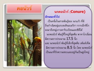 นกคอนัวร์ (Conure)
ลักษณะทั ่วไป
    เป็ นหนึ่ งในสายพันธุของ นกแก้ว ที่มี
                         ์
ถิ่นกาเนิ ดอยูแถบละตินอเมริกา จากเม็กซิโก
                   ่
ลงมาถึงหมูเกาะคาริบเบียนและชิลีใต้
                 ่
   นกคอนัวร์ พันธุที่ใหญ่ที่สุดคือ พาทาโกเนี่ ยน
                     ์
มีความยาวประมาณ 17.5 นิ้ ว
และ นกคอนัวร์ พันธุที่เล็กที่สุดคือ เพ้นท์เท็ต
                       ์
 มีความยาวประมาณ 8.5 นิ้ ว โดย นกคอนัวร์
 เป็ นนกที่รกความสงบและอยูกนเป็ นฝูงใหญ่
               ั                ่ ั
 