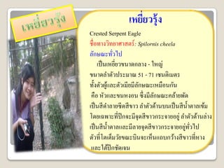 ๶หยียวรุ้ง
                     ่
Crested Serpent Eagle
ชื่อทางวิทยาศาสตร์ : Spilornis cheela
ลักษณะทัวไป  ่
    เป็ นเหยียวขนาดกลาง - ใหญ่
               ่
ขนาดลาตัวประมาณ 51 - 71 เซนติเมตร
ทั้งตัวผูและตัวเมียมีลกษณะเหมือนกัน
           ้           ั
 คือ หัวและขนหงอน ซึ่ งมีลกษณะคล้ายพัด
                              ั
เป็ นสี ดาลายซี ดสี ขาว ลาตัวด้านบนเป็ นสี น้ าตาลเข้ม
โดยเฉพาะที่ปีกจะมีจุดสี ขาวกระจายอยู่ ลาตัวด้านล่าง
                                            ่ ่ั
เป็ นสี น้ าตาลและมีลายจุดสี ขาวกระจายอยูทวไป
ตัวที่โตเต็มวัยขณะบินจะเห็นแถบกว้างสี ขาวที่หาง
 และใต้ปีกชัดเจน
 