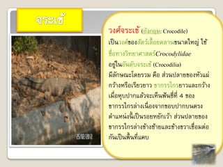 วงศ์จระเข้ (อังกฤษ: Crocodile)
เป็ นวงศ์ของสัตว์เลื้ อยคลานขนาดใหญ่ ใช้
ชื่อทางวิทยาศาสตร์Crocodylidae
อยูในอันดับจระเข้ (Crocodilia)
    ่
มีลกษณะโดยรวม คือ ส่วนปลายของหัวแผ่
      ั
กว้างหรือเรียวยาว ขากรรไกรยาวและกว้าง
เมื่อหุบปากแล้วจะเห็นฟั นซี่ที่ 4 ของ
ขากรรไกรล่างเนื่ องจากขอบปากบนตรง
ตาแหน่ งนี้ เป็ นรอยหยักเว้า ส่วนปลายของ
ขากรรไกรล่างข้างซ้ายและข้างขวาเชื่อมต่อ
กันเป็ นพื้ นที่แคบ
 