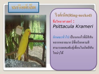 ริงค์ เน็ค(Ring-necked)
ชื่อวิทยาศาสตร์ :
Psittacula Krameri

ลักษณะทัวไป เป็ นนกแก้วที่มีสีสน
         ่                     ั
หลากหลายมาก มีชื่อเรี ยกตามสี
สามารถผสมพันธุ์เพื่อนในเกิดสี สน ั
ใหม่ๆได้
 