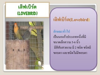 เลิฟเบิร์ด(Lovebird)
ลักษณะทัวไป
          ่
เป็ นนกแก้วประเภทหนึ่งที่มี
ขนาดเล็กความ 5-6 นิ้ว
 มีสีสันสวยงาม มี 2 ชนิด ชนิดมี
ขอบตา และชนิดไม่มีขอบตา
 