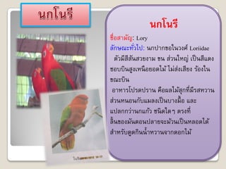 นกโนรี
ชื่อสามัญ: Lory
ลักษณะทัวไป: นกปากขอในวงศ์ Loriidae
              ่
    ตัวมีสีสนสวยงาม ขน ส่วนใหญ่ เป็ นสีแดง
            ั
ชอบบินสูงเหนื อยอดไม้ ไม่ส่งเสียง ร้องใน
ขณะบิน
 อาหารโปรดปราน คือผลไม้สุกที่มีรสหวาน
ส่วนหนอนกับแมลงเป็ นบางมื้ อ และ
แปลกกว่านกแก้ว ชนิ ดใดๆ ตรงที่
ลิ้ นของมันตอนปลายจะม้วนเป็ นหลอดได้
สาหรับดูดกินน้ าหวานจากดอกไม้
 