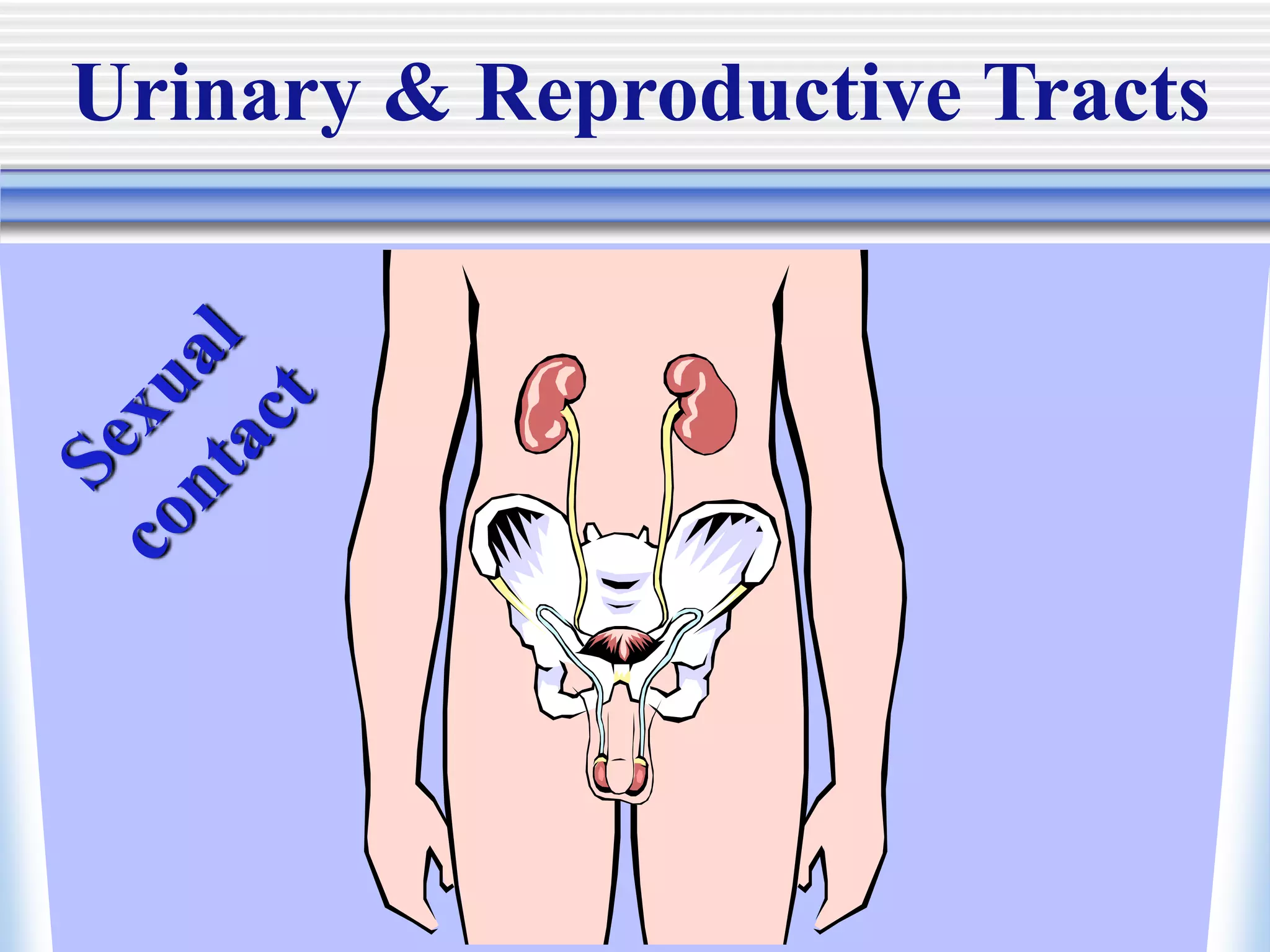 Urinary & Reproductive Tracts