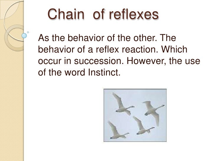 Chain of reflexes