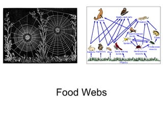 Food Webs
 