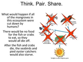 Think. Pair. Share.
What would happen if all
   of the mangroves in
   this ecosystem were
   cut down by
   humans?
 There would be no food
     for the fish or crabs
     to eat, so they
     would all die off.
  After the fish and crabs
      die, the seabirds and
      pied oyster catchers
      would also starve.
 